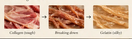 Visual illustration of connective tissue softening during a long cook